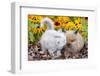 Kitten Nuzzling Juvenile Lions-Head Angora Rabbit, Harvard, Illinois, USA-Lynn M^ Stone-Framed Photographic Print