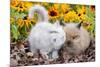 Kitten Nuzzling Juvenile Lions-Head Angora Rabbit, Harvard, Illinois, USA-Lynn M^ Stone-Mounted Photographic Print