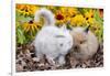 Kitten Nuzzling Juvenile Lions-Head Angora Rabbit, Harvard, Illinois, USA-Lynn M^ Stone-Framed Photographic Print