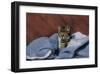 Kitten On A Blue Blanket-null-Framed Art Print