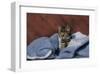 Kitten On A Blue Blanket-null-Framed Art Print