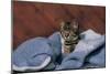 Kitten On A Blue Blanket-null-Mounted Art Print