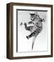 Kitten on a Clothes Line-Erik Parbst-Framed Art Print