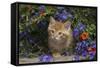 Kitten on Garden Wall with Flowers, Wheaton, Illinois, USA-Lynn M^ Stone-Framed Stretched Canvas