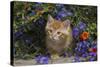 Kitten on Garden Wall with Flowers, Wheaton, Illinois, USA-Lynn M^ Stone-Stretched Canvas