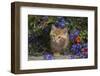 Kitten on Garden Wall with Flowers, Wheaton, Illinois, USA-Lynn M^ Stone-Framed Photographic Print