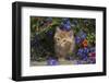 Kitten on Garden Wall with Flowers, Wheaton, Illinois, USA-Lynn M^ Stone-Framed Photographic Print