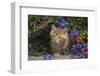 Kitten on Garden Wall with Flowers, Wheaton, Illinois, USA-Lynn M^ Stone-Framed Photographic Print