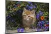 Kitten on Garden Wall with Flowers, Wheaton, Illinois, USA-Lynn M^ Stone-Mounted Photographic Print