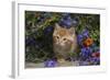 Kitten on Garden Wall with Flowers, Wheaton, Illinois, USA-Lynn M^ Stone-Framed Photographic Print
