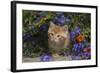 Kitten on Garden Wall with Flowers, Wheaton, Illinois, USA-Lynn M^ Stone-Framed Photographic Print