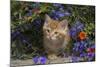 Kitten on Garden Wall with Flowers, Wheaton, Illinois, USA-Lynn M^ Stone-Mounted Photographic Print