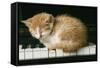 Kitten on Piano-Ginger-null-Framed Stretched Canvas