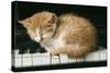 Kitten on Piano-Ginger-null-Stretched Canvas