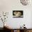 Kitten on Piano-Ginger-null-Photographic Print displayed on a wall