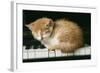 Kitten on Piano-Ginger-null-Framed Photographic Print