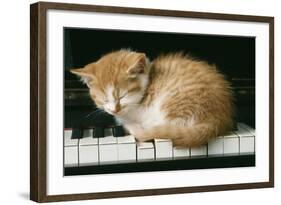 Kitten on Piano-Ginger-null-Framed Photographic Print