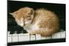 Kitten on Piano-Ginger-null-Mounted Photographic Print