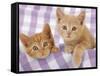 Kitten on Purple Gingham-null-Framed Stretched Canvas