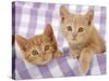 Kitten on Purple Gingham-null-Stretched Canvas