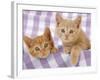 Kitten on Purple Gingham-null-Framed Photographic Print