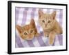 Kitten on Purple Gingham-null-Framed Photographic Print