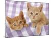 Kitten on Purple Gingham-null-Mounted Photographic Print