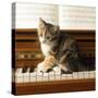 Kitten Playing on Piano-null-Stretched Canvas