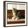 Kitten Playing on Piano-null-Framed Photographic Print