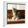 Kitten Playing on Piano-null-Framed Photographic Print