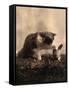 Kitten Playing with Canned Food-null-Framed Stretched Canvas