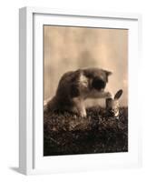 Kitten Playing with Canned Food-null-Framed Art Print