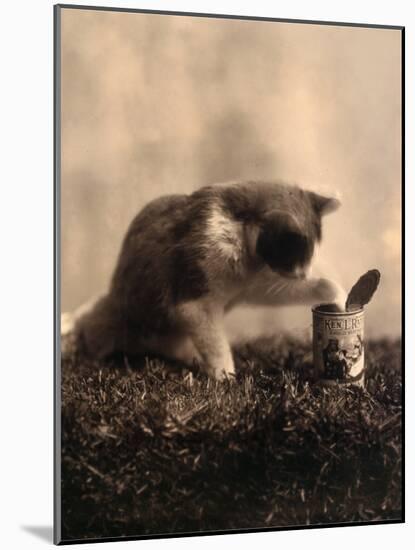 Kitten Playing with Canned Food-null-Mounted Art Print