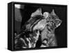 Kitten Reflections-null-Framed Stretched Canvas