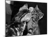 Kitten Reflections-null-Mounted Photographic Print