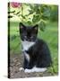 Kitten Resting on Rose Bed-null-Stretched Canvas