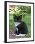 Kitten Resting on Rose Bed-null-Framed Photographic Print