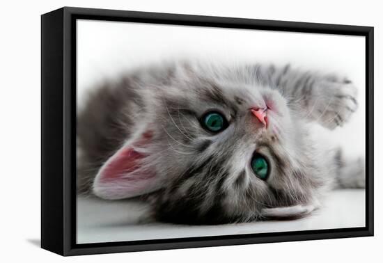 Kitten Rests - Isolated-Orhan-Framed Stretched Canvas
