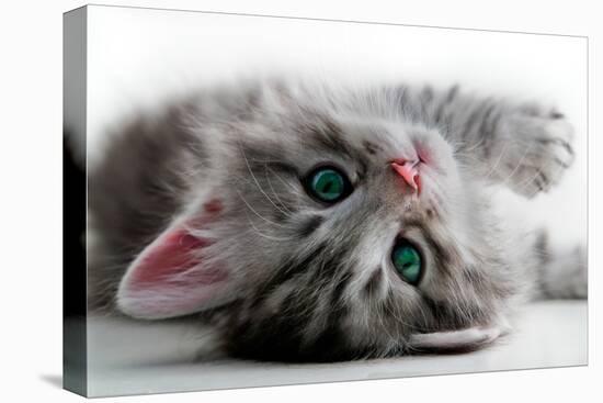 Kitten Rests - Isolated-Orhan-Stretched Canvas