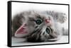 Kitten Rests - Isolated-Orhan-Framed Stretched Canvas