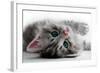 Kitten Rests - Isolated-Orhan-Framed Photographic Print