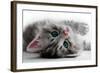 Kitten Rests - Isolated-Orhan-Framed Photographic Print