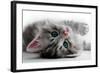 Kitten Rests - Isolated-Orhan-Framed Photographic Print