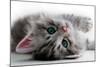 Kitten Rests - Isolated-Orhan-Mounted Photographic Print