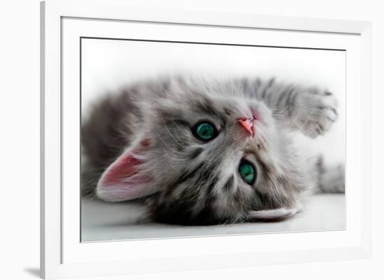 Kitten Rests - Isolated-Orhan-Framed Photographic Print