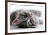 Kitten Rests - Isolated-Orhan-Framed Photographic Print