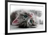 Kitten Rests - Isolated-Orhan-Framed Photographic Print