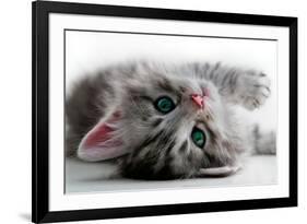 Kitten Rests - Isolated-Orhan-Framed Photographic Print