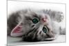 Kitten Rests - Isolated-Orhan-Mounted Photographic Print