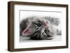Kitten Rests - Isolated-Orhan-Framed Photographic Print